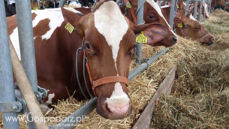 KWZH 2015. Bliskie spotkania ze zwierzętami hodowlanymi