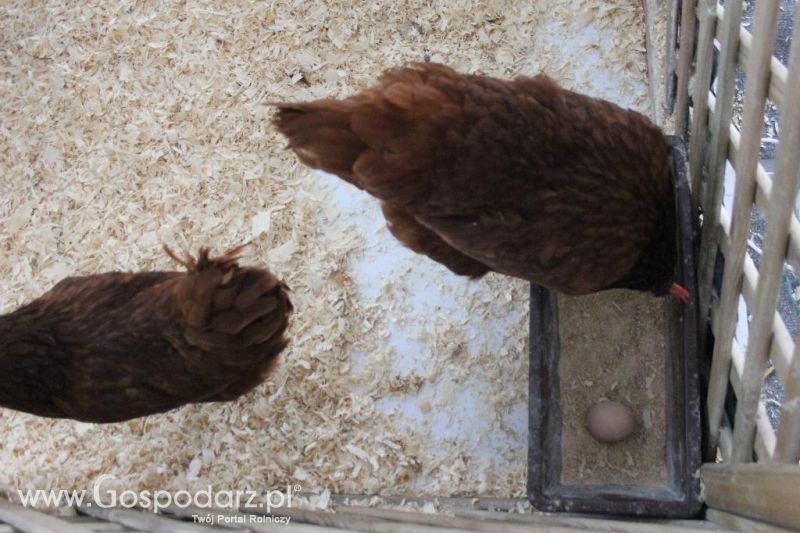 XXVI Krajowa Wystawa Zwierząt Hodowlanych - sobota i niedziela