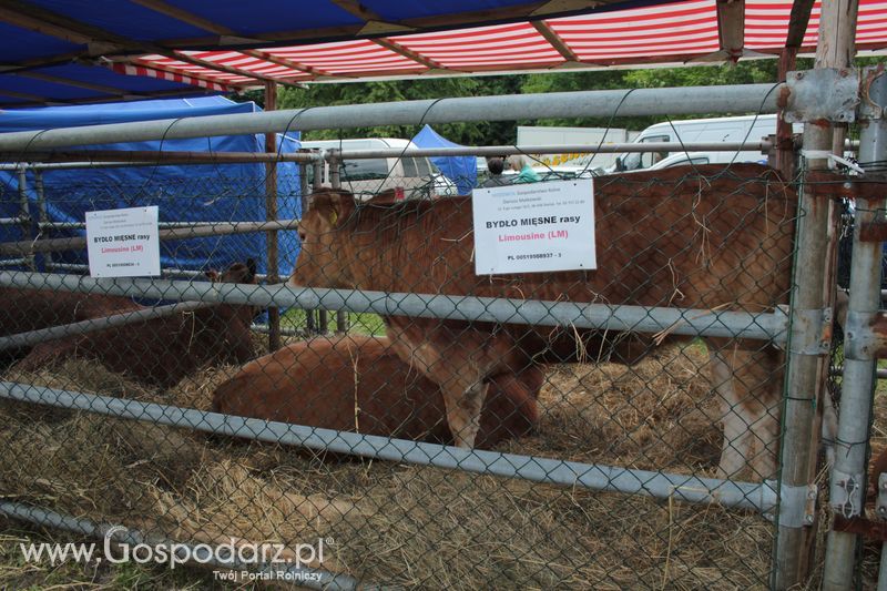 XX Targi Rolnicze Lubniewice - zwierzęta