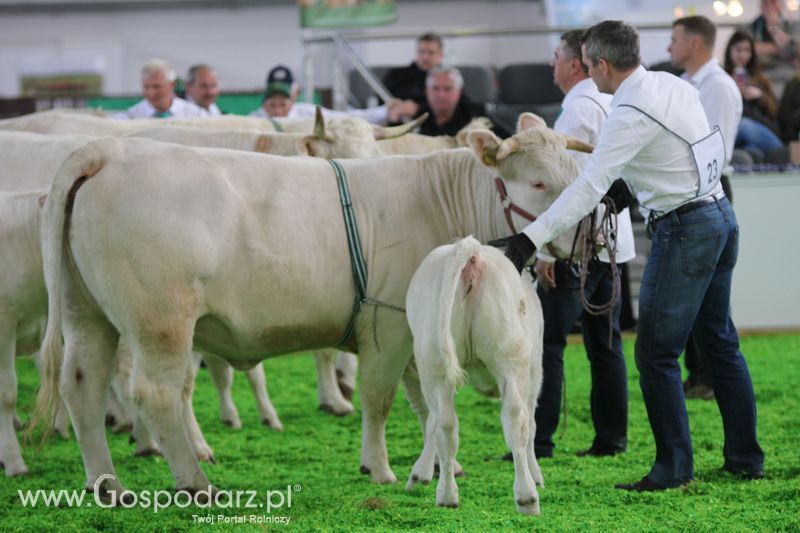 KWZH 2015 piątek