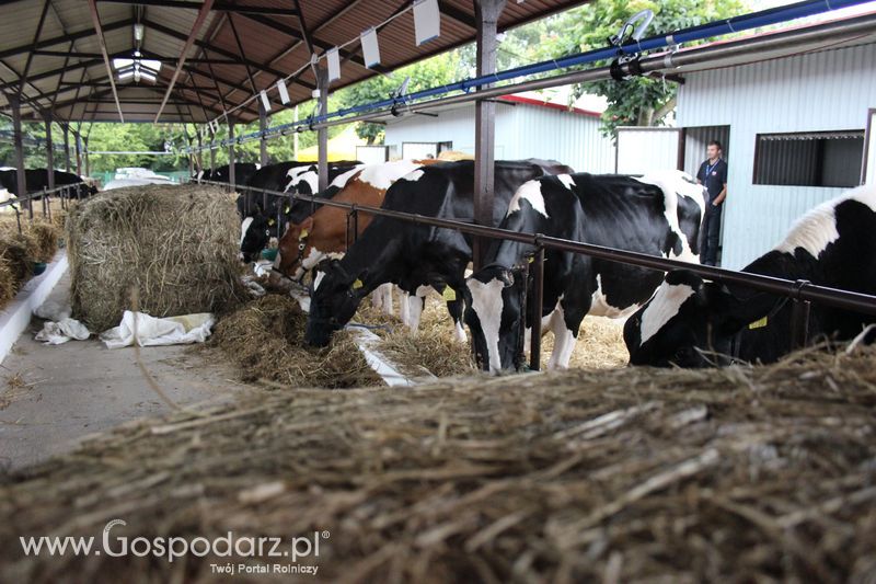 XVIII Regionalna Wystawa Zwierząt Hodowlanych w Szepietowie - przygotowania