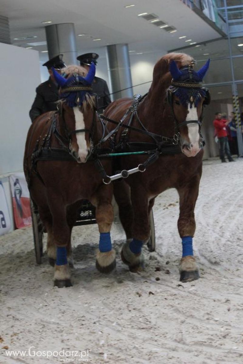 CAVALIADA 2013 w Poznaniu