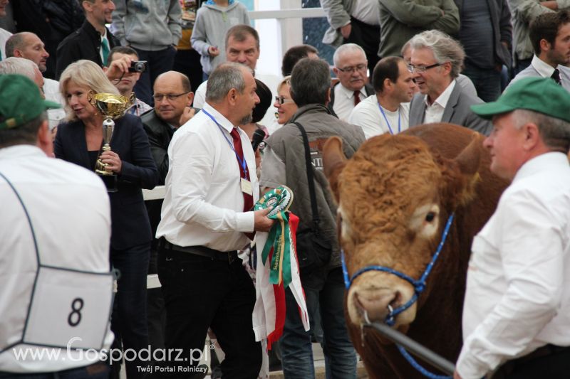 I Krajowa Wystawa Bydła Mięsnego w Sielinku - niedziela