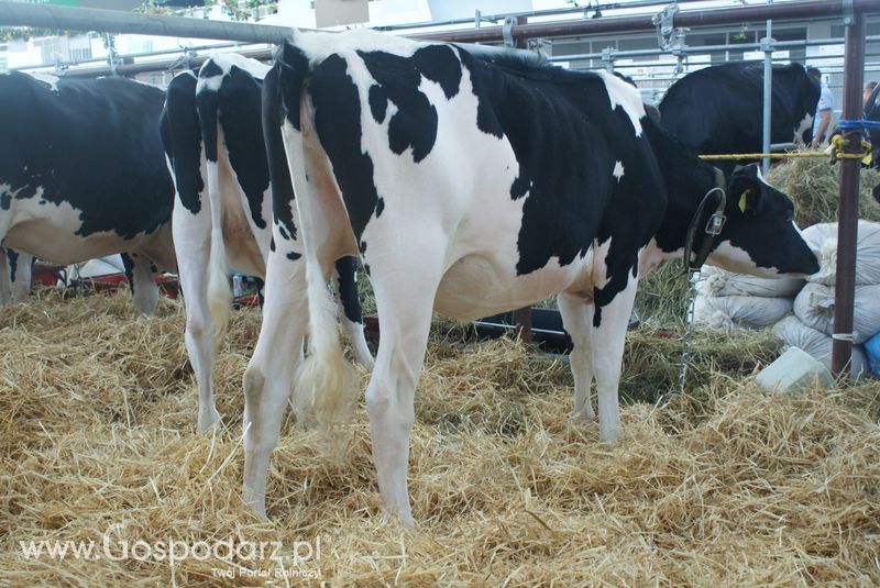 Bydło mleczne na XXV Krajowej Wystawie Zwierząt Hodowlanych