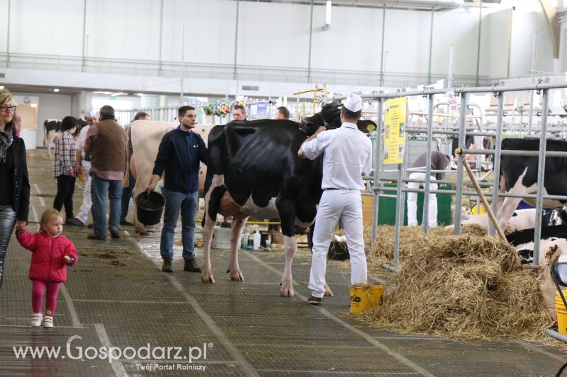 Krajowa Wystawa Zwierząt Hodowlanych w Poznaniu 2017 (niedziela, 7 maja)