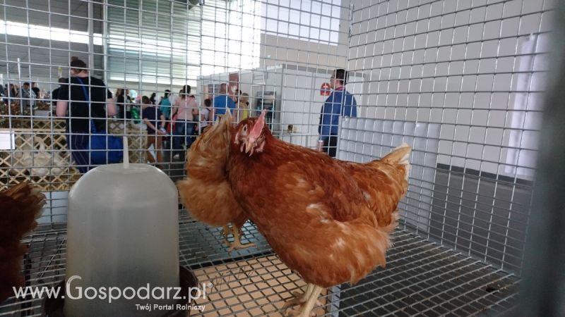 Narodowa Wystawa Zwierząt Hodowlanych 2019