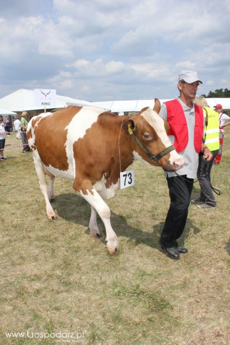 Wystawa Bydła: Konkurs Młodego Hodowcy - Opolagra 2011