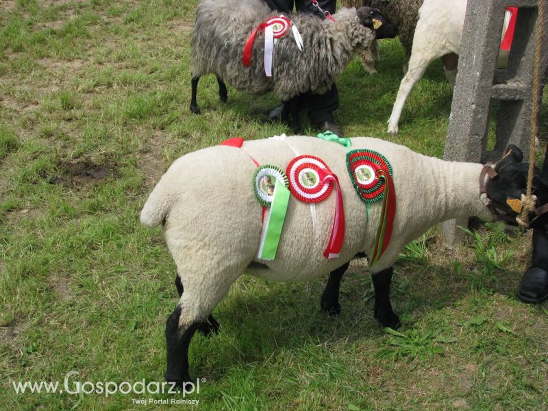 Owce- Szepietowo 2012 XIX Regionalna Wystawa Zwierząt Hodowlanych