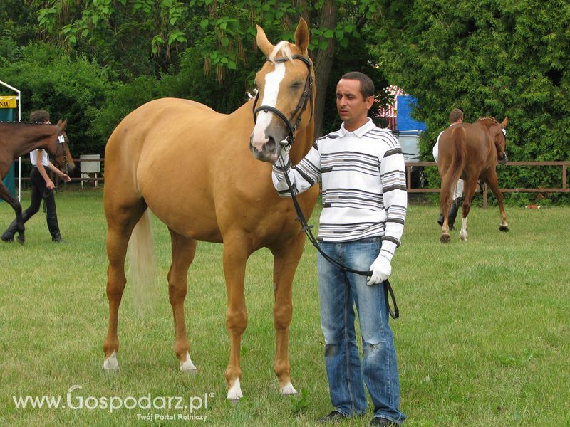 Wystawa Koni Sielinko 2011