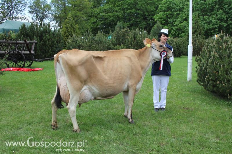 VII Ogólnopolska Wystawa Bydła Hodowlanego - Sielinko 2012