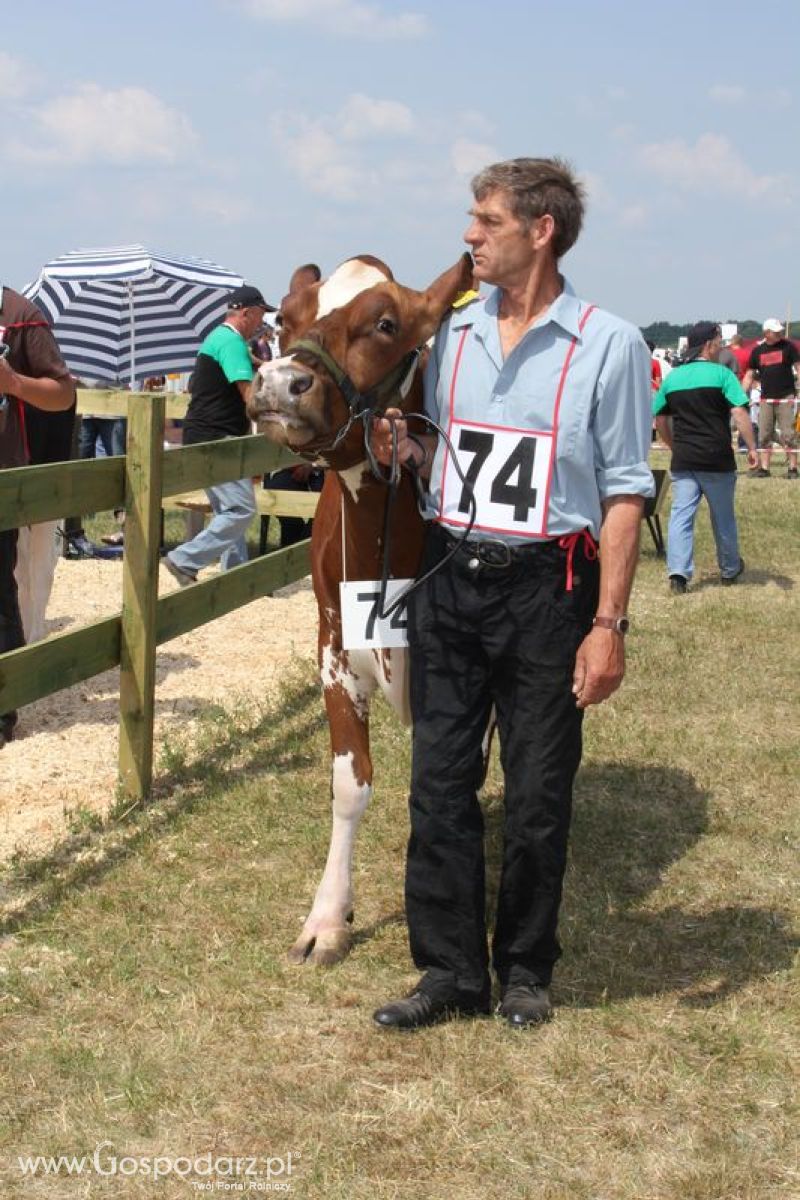 Superchampioni i championi Śląskiej Wystawy Bydła Mlecznego Opolagra 2011