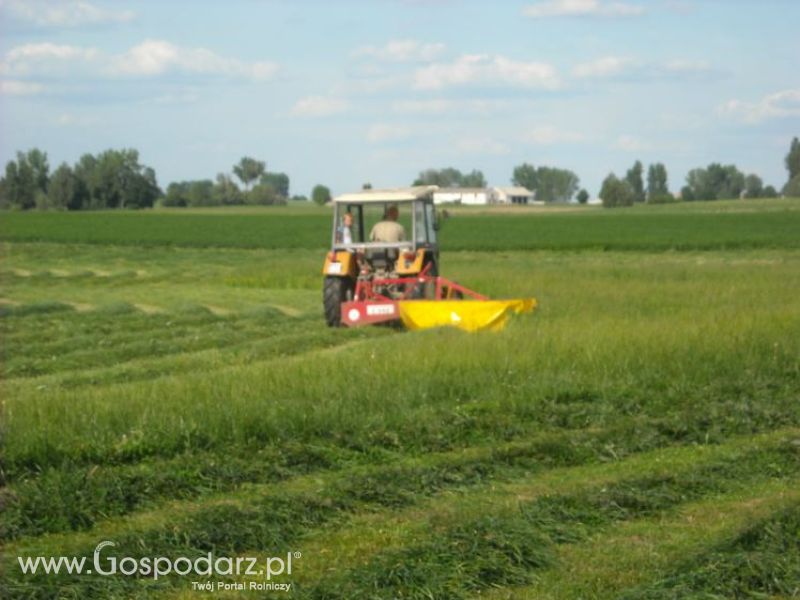 pierwsze sianokosy w roli głownej ursus c330M...