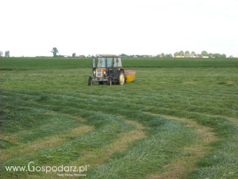 pierwsze sianokosy w roli głownej ursus c330M...