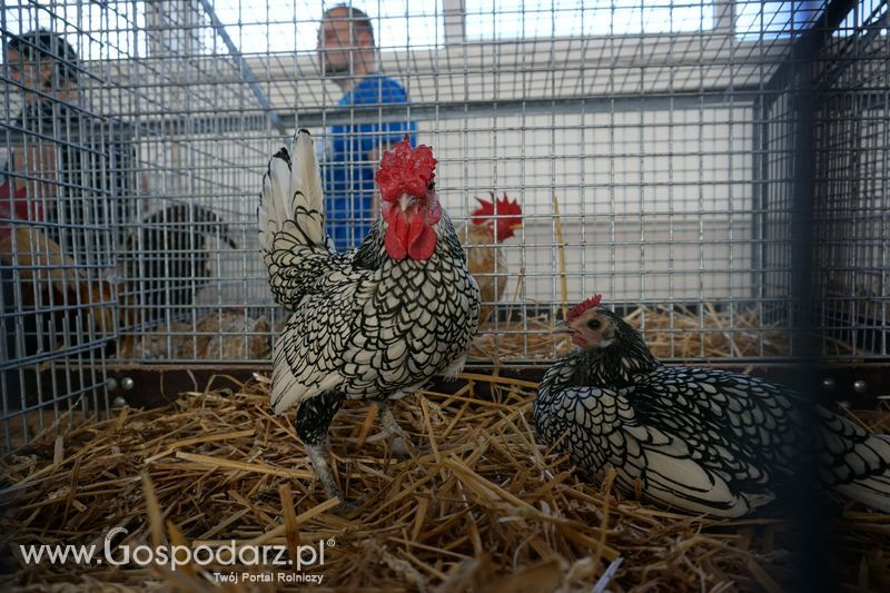 Wystawa zwierząt w Szepietowie