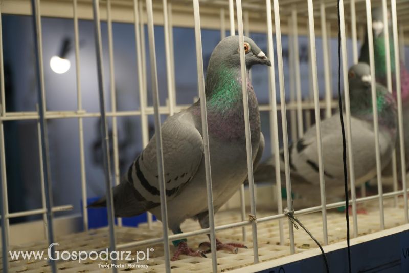 XXXVI Olimpiada Gołębi i Targi Gołębi Pocztowych i Akcesoriów otwarcie - dzień pierwszy