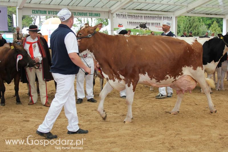 Prezentacja Championów na VII Ogólnopolskiej Wystawie Bydła Hodowlanego w Sielinku 2012