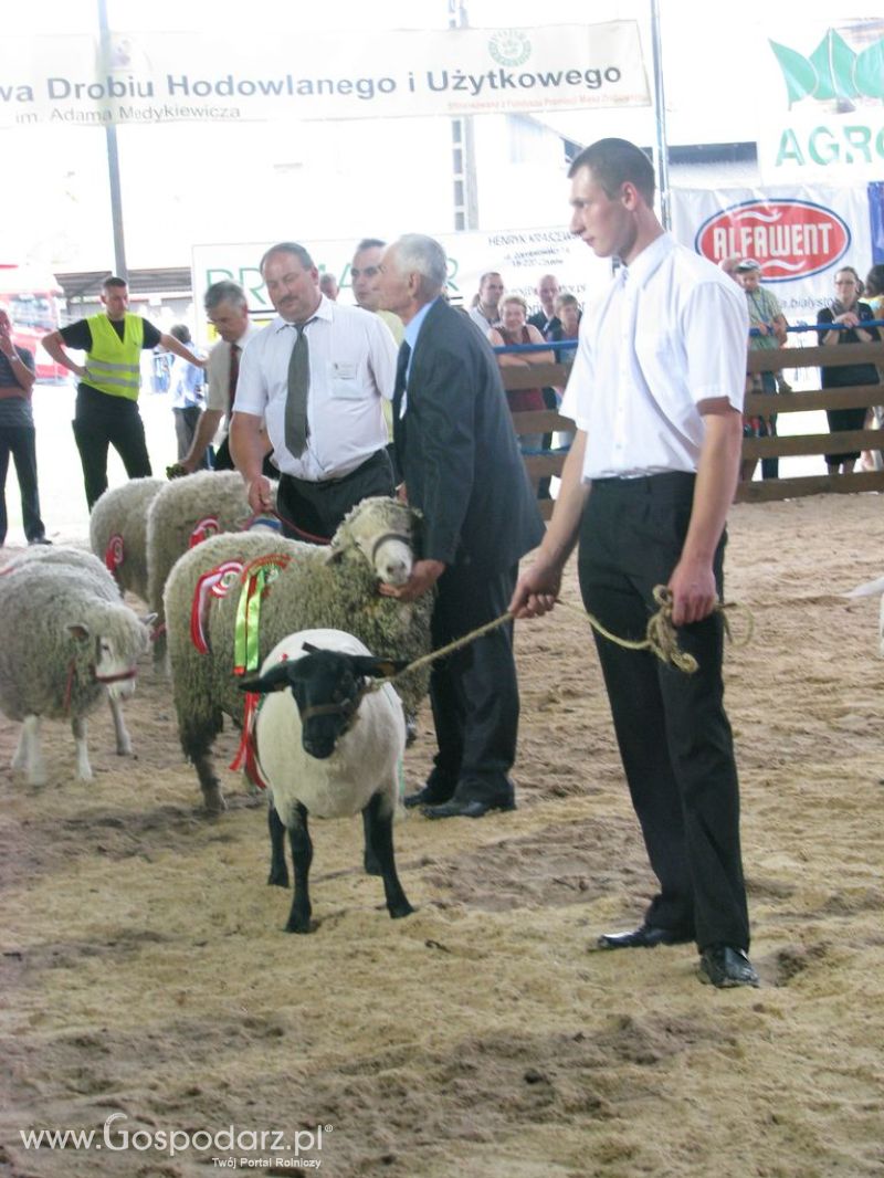 Owce- Szepietowo 2012 XIX Regionalna Wystawa Zwierząt Hodowlanych