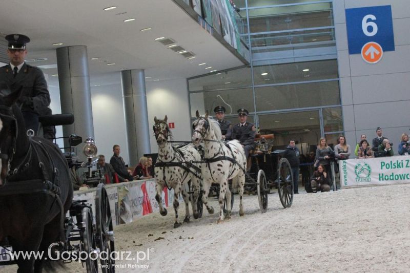 CAVALIADA 2013 w Poznaniu