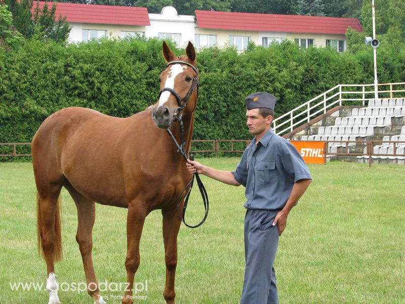 Wystawa Koni Sielinko 2011