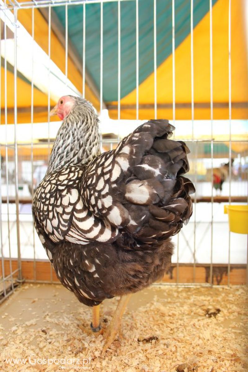 Wielkopolskie Targi Rolnicze „Sielinko 2011”  - Sobota