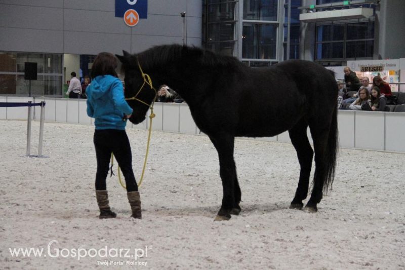 CAVALIADA 2013 w Poznaniu