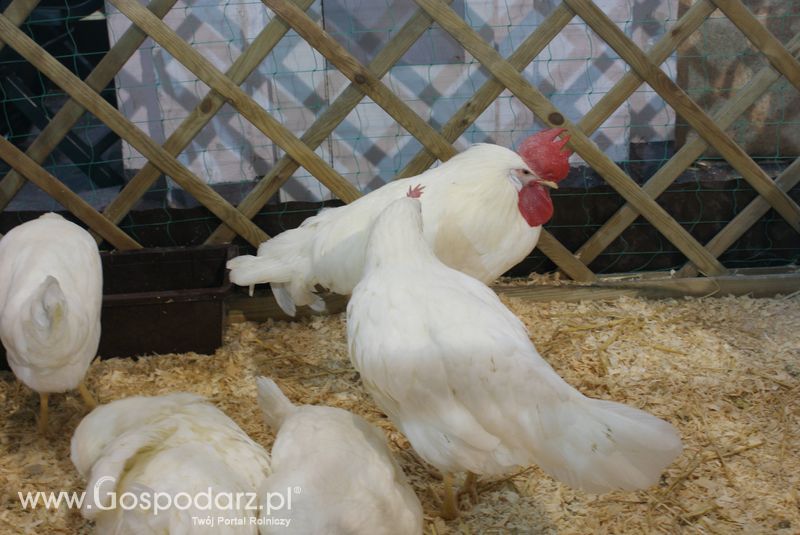 Gęsi, kury, kaczki, strusie na XXV Krajowej Wystawie Zwierząt Hodowlanych