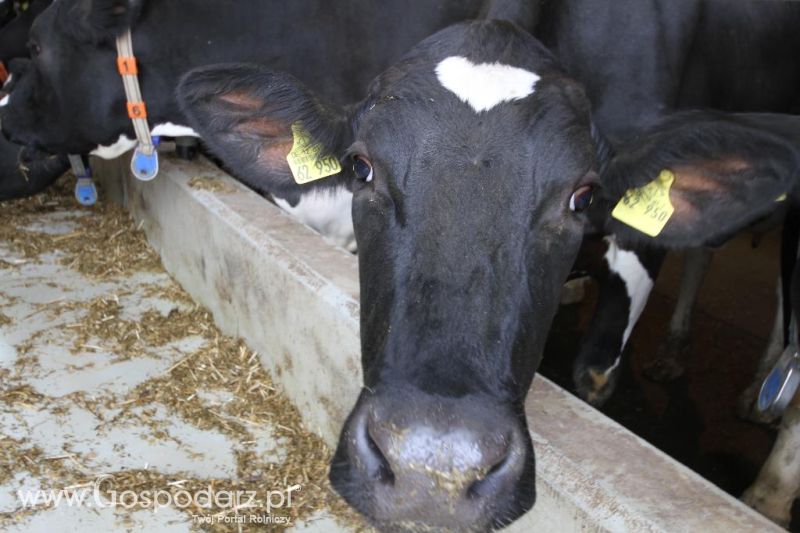 Wyjazd studyjny na farmę Langengrassau w Niemczech