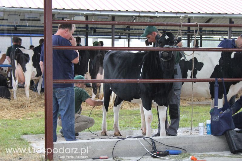 XVIII Regionalna Wystawa Zwierząt Hodowlanych w Szepietowie - przygotowania