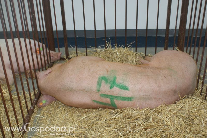 Lochy, knury na XXV Krajowej Wystawie Zwierząt Hodowlanych