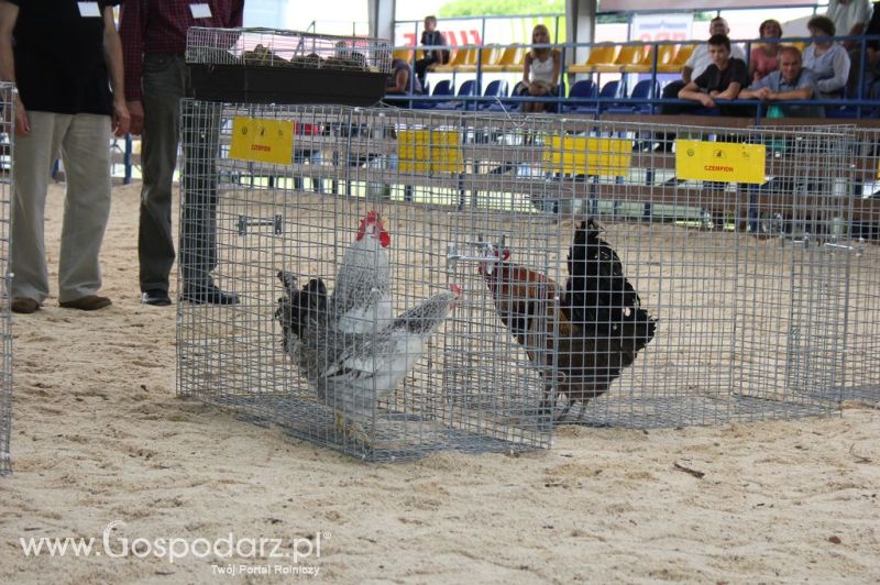 Drób - Szepietowo 2012 XIX Regionalna Wystawa Zwierząt Hodowlanych