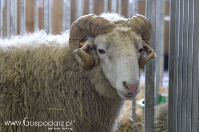 Krajowa Wystawa Zwierząt Hodowlanych w Poznaniu 2017 (piątek, 5 maja)