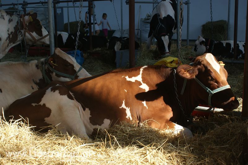 Bydło mleczne na XXV Krajowej Wystawie Zwierząt Hodowlanych