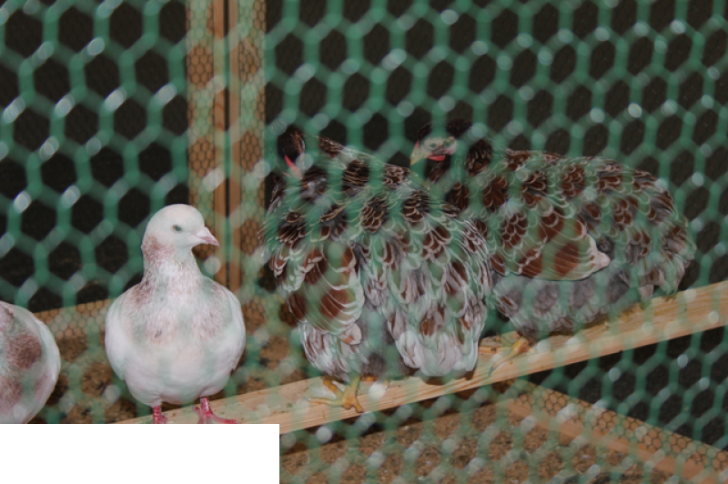 Międzynarodowe Targi Hodowli Zwierząt FARMA