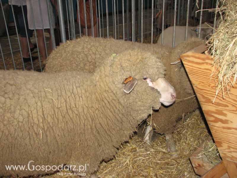 Owce i kozy na XXV Krajowej Wystawie Zwierząt Hodowlanych