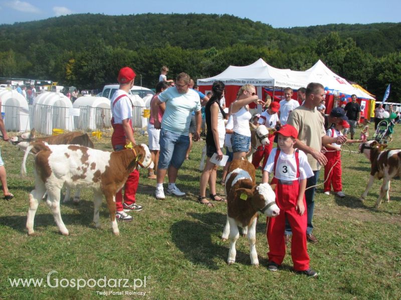 Rudawka Rymanowska 2012 - Młody hodowca