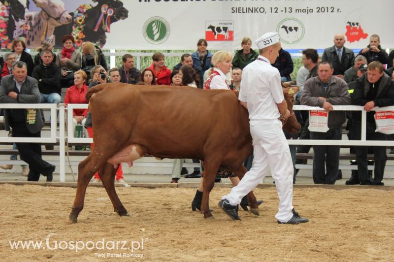 Prezentacja Championów na VII Ogólnopolskiej Wystawie Bydła Hodowlanego w Sielinku 2012