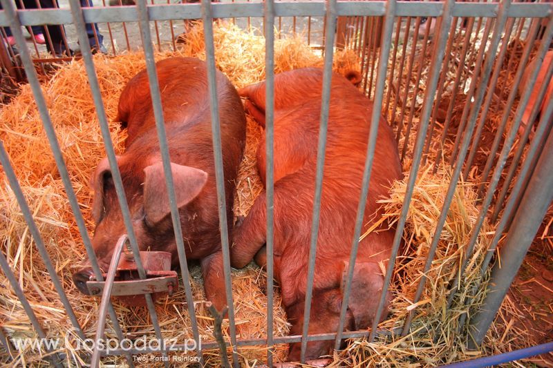  XX Targi Rolnicze Lubniewice