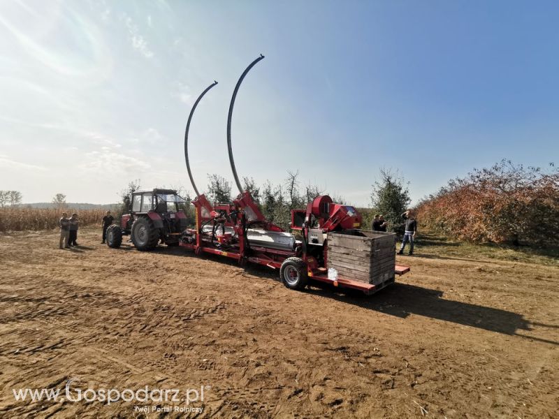 MAJA AUTOMATIC model LK zbiór jabłek