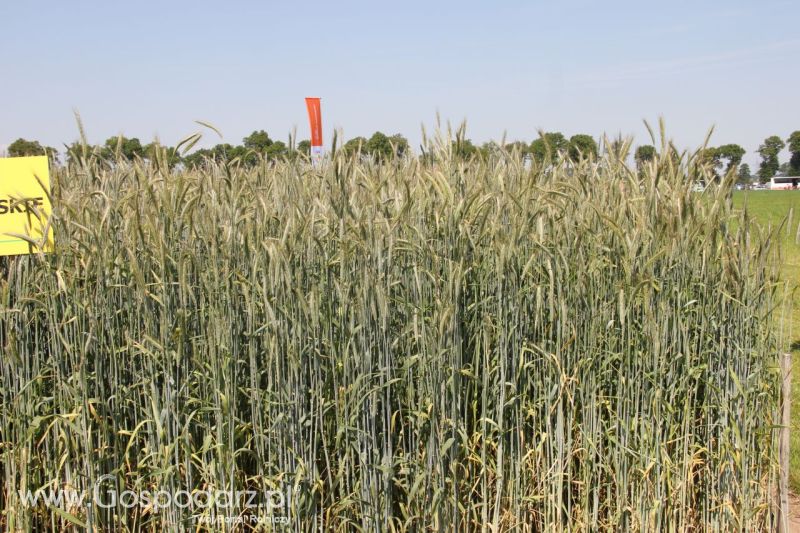 Zielone AGRO SHOW – POLSKIE ZBOŻA 2014 w Sielinku - niedziela