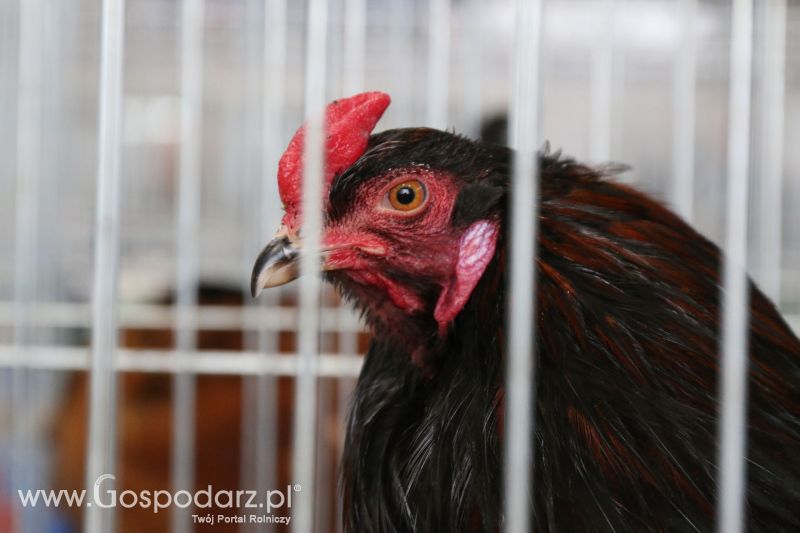 Krajowa Wystawa Zwierząt Hodowlanych w Poznaniu 2017 (niedziela, 7 maja)