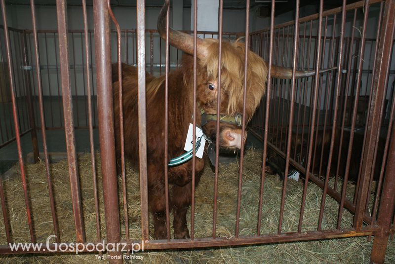 Bydło mięsne na XXV Krajowej Wystawie Zwierząt Hodowlanych