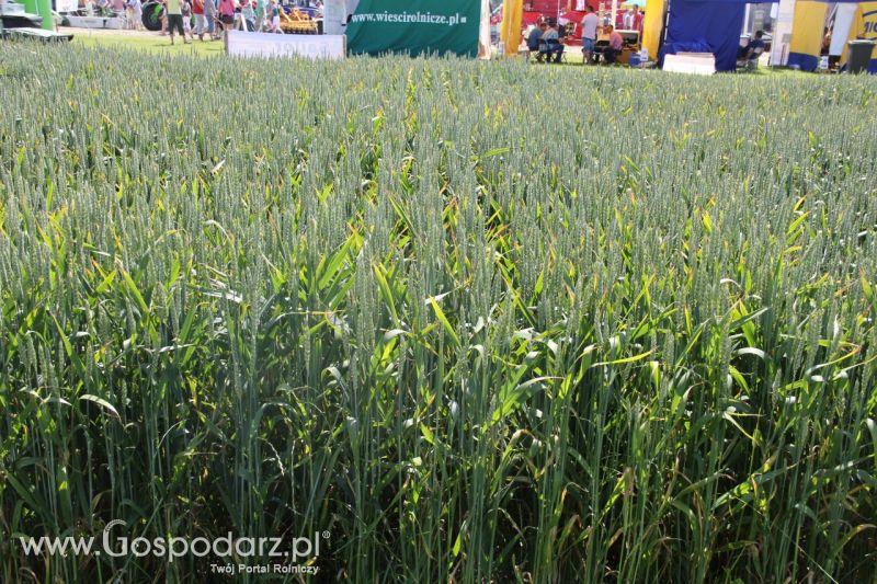 Zielone AGRO SHOW – POLSKIE ZBOŻA 2014 w Sielinku - niedziela