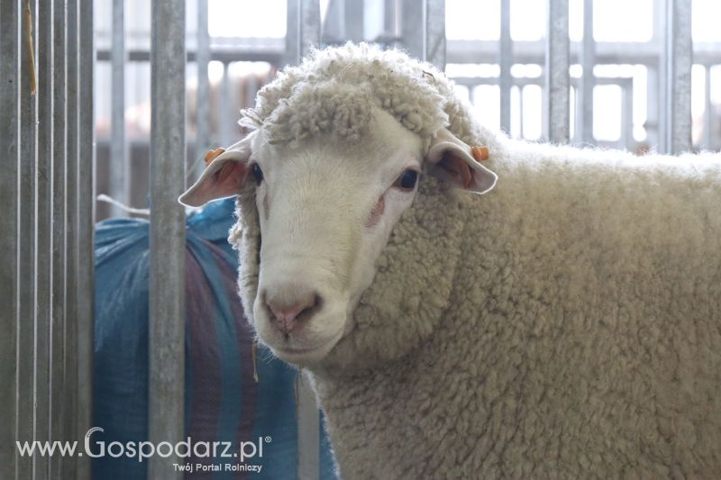 Krajowa Wystawa Zwierząt Hodowlanych w Poznaniu 2017 (piątek, 5 maja)