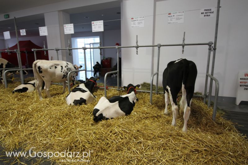 Polagra Premiery 2014 - czwartek