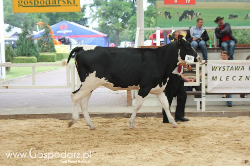 Wystawa bydła Sielinko 2011