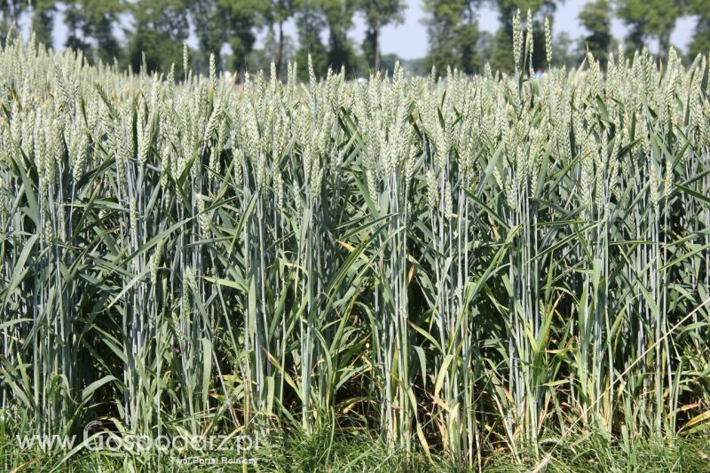 Zielone AGRO SHOW – POLSKIE ZBOŻA 2014 w Sielinku - niedziela