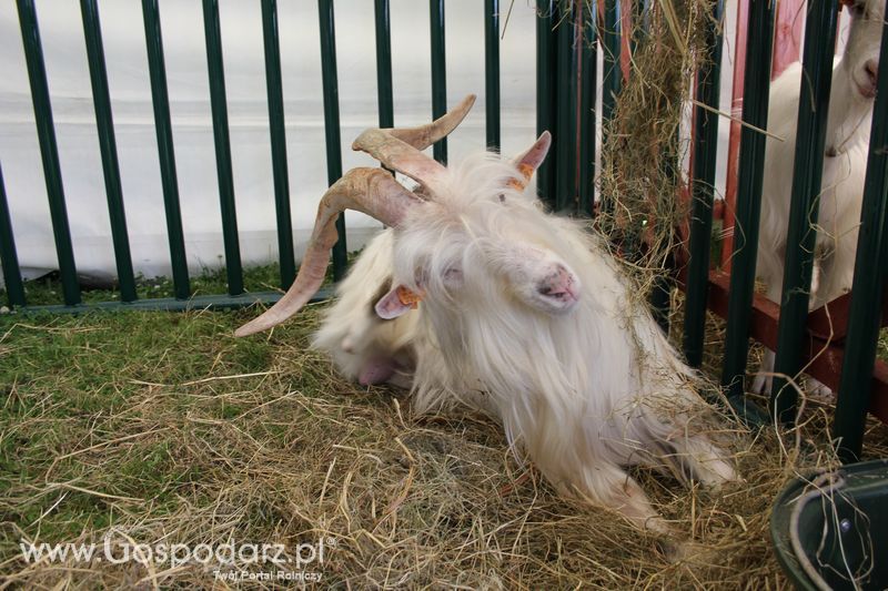 Konferencja Naukowo-Techniczna pt. Innowacyjność w produkcji zwierzęcej - oczekiwania czy konieczność dzień drugi