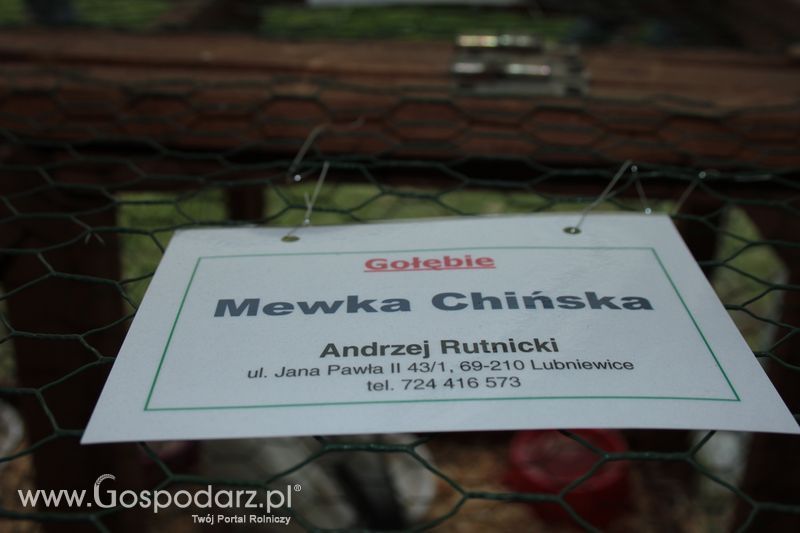 XX Targi Rolnicze Lubniewice - zwierzęta