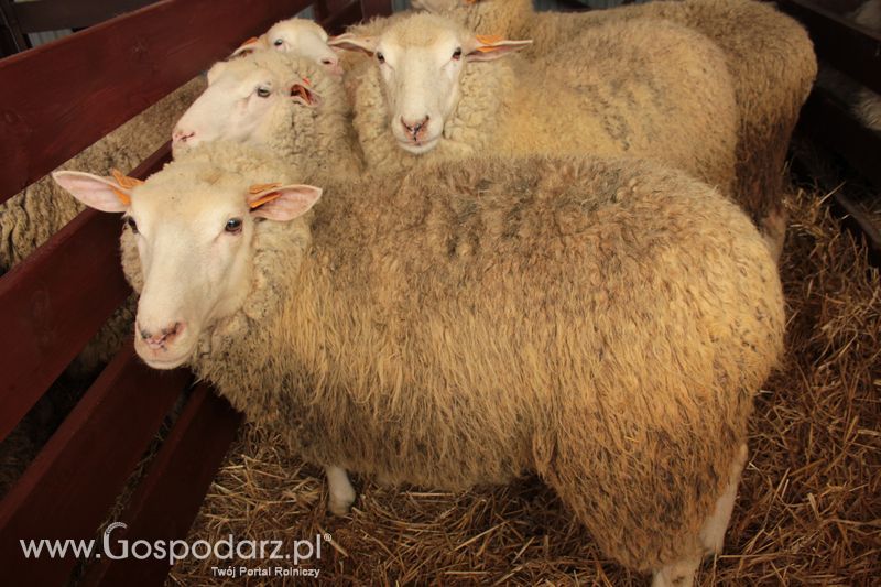 XVIII Regionalna Wystawa Zwierząt Hodowlanych i Dni z Doradztwem Rolniczym w Szepietowie - Sobota