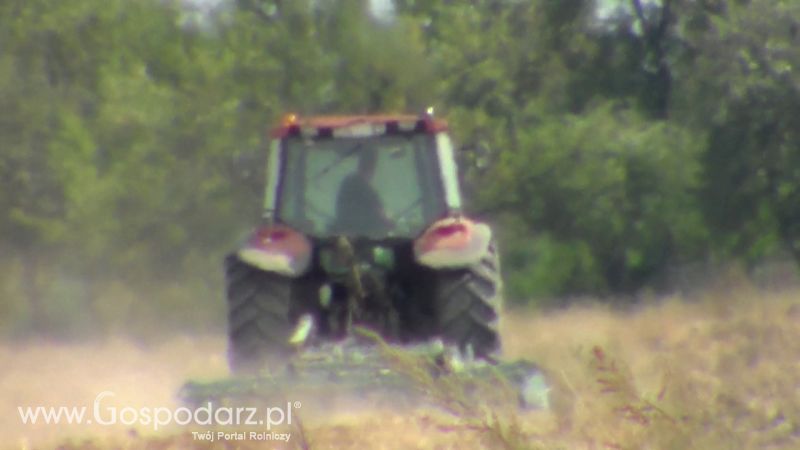 Talerzowane 2013 